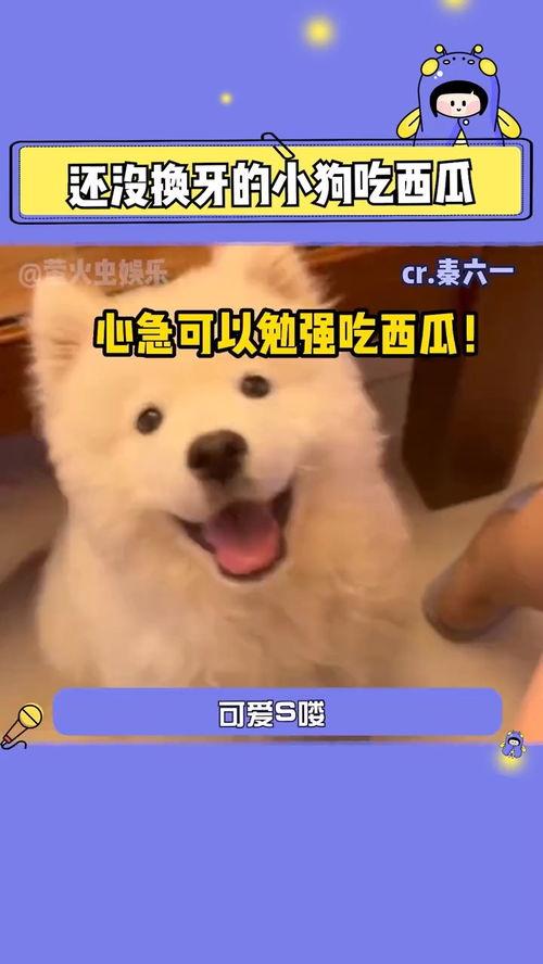 娱乐吃瓜菌狗,揭秘娱乐圈那些不为人知的幕后故事
