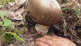 娱乐吃瓜酱菌,揭秘娱乐圈那些不为人知的幕后故事