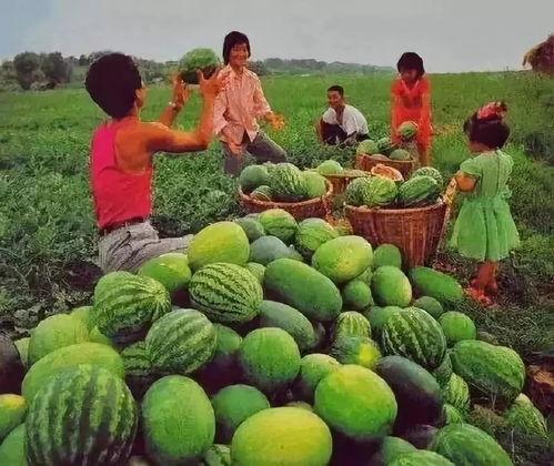 娱乐吃瓜公司有哪些名字,那些独具特色的“吃瓜”公司名大盘点